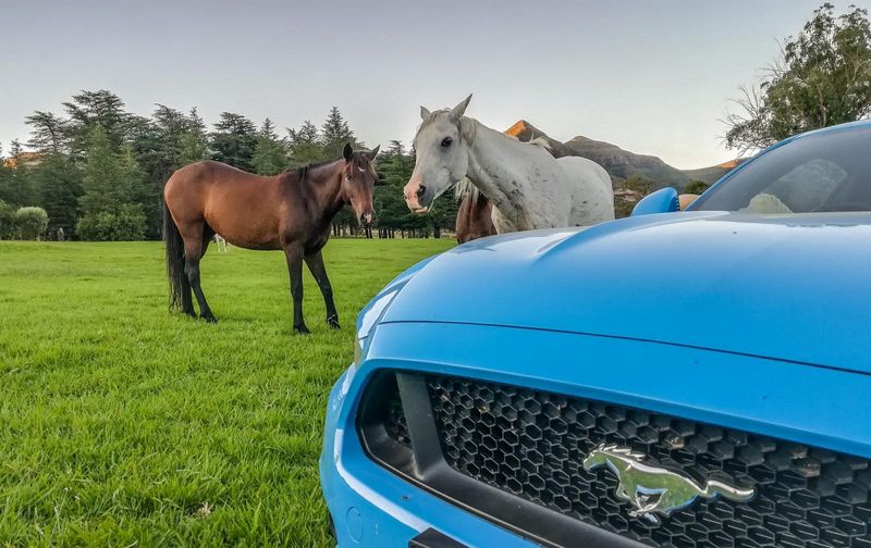 Ciro s Mustang Road Trip to Lesotho